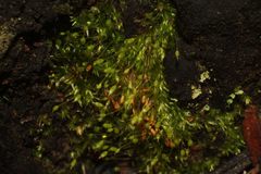 Grimmia trichophylla