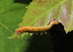 Cyclophora albipunctata