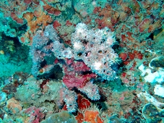 Dysideidae