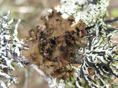 Tuckermanopsis platyphylla