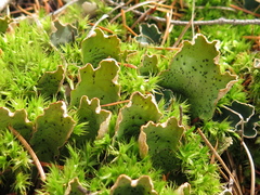 Peltigera leucophlebia