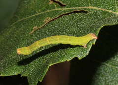 Cyclophora albipunctata
