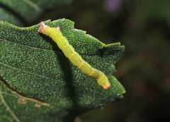 Cyclophora albipunctata