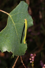 Cyclophora albipunctata
