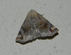 Eublemma apicimacula