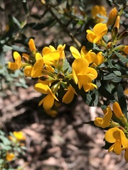 Pultenaea flexilis