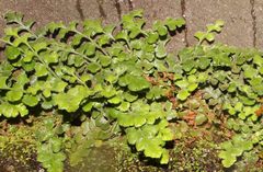 Asplenium subglandulosum