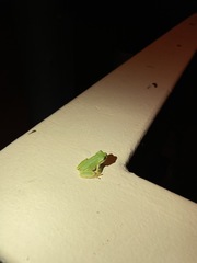 Hyla japonica
