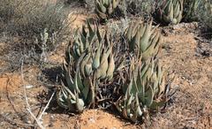 Aloe falcata