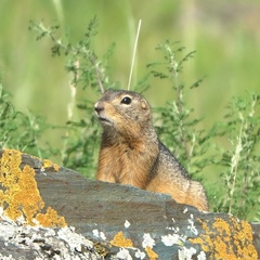Urocitellus undulatus