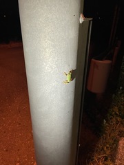 Hyla japonica