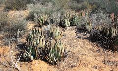 Aloe falcata