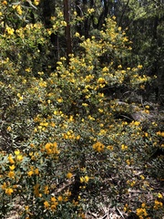 Pultenaea flexilis