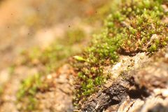 Syntrichia caninervis