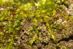 Sematophyllum