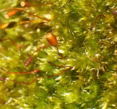 Sematophyllum