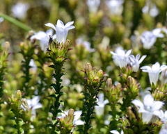 Roella amplexicaulis
