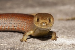 Cyclodomorphus michaeli