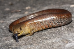 Cyclodomorphus michaeli