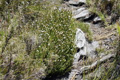 Roella amplexicaulis