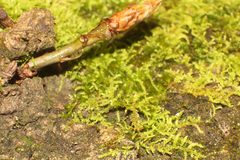 Thuidiopsis sparsa
