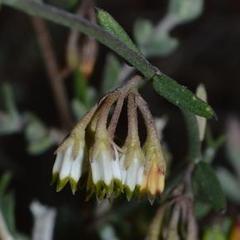 Microloma poicilanthum