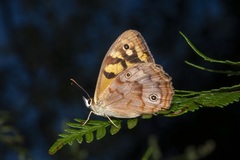 Heteronympha paradelpha