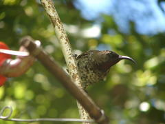Chalcomitra amethystina amethystina