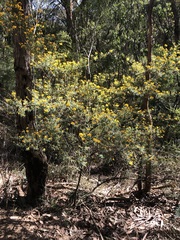 Pultenaea flexilis