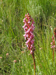 Disa rhodantha
