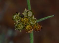 Microloma poicilanthum