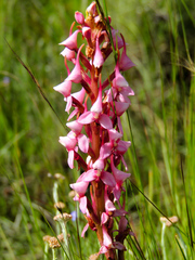 Disa rhodantha
