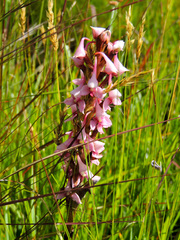 Disa rhodantha