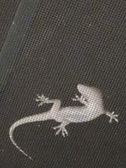 Hemidactylus turcicus