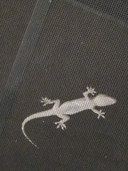 Hemidactylus turcicus