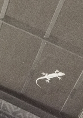 Hemidactylus turcicus