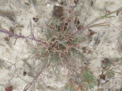 Cephalaria transsylvanica