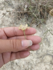 Cephalaria coriacea