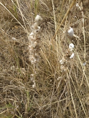 Stachys cretica