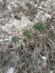 Euphorbia petrophila