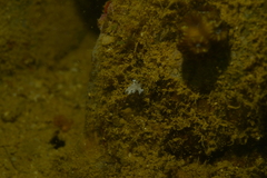 Tritoniopsis elegans