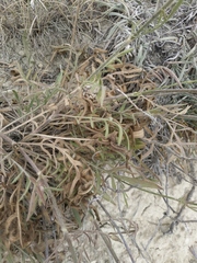 Cephalaria coriacea