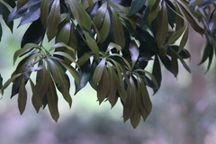 Quercus bella