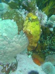 Chorisochismus dentex