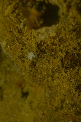 Tritoniopsis elegans