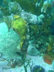 Chorisochismus dentex