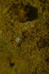 Tritoniopsis elegans