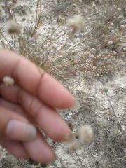 Cephalaria transsylvanica