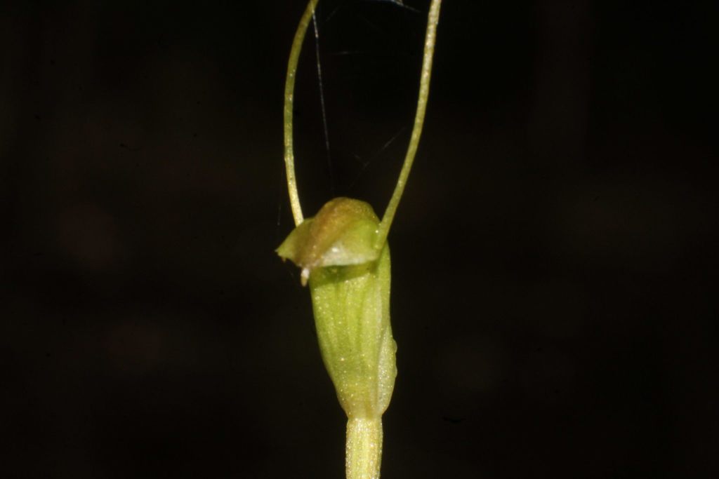 Pterostylis karri