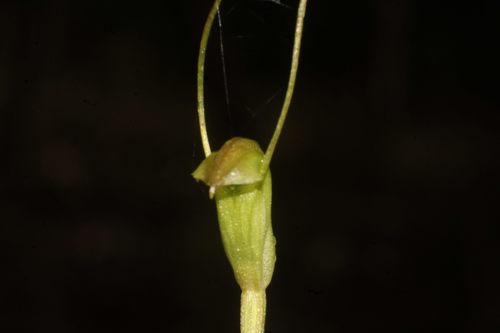 karri snail orchid (Pterostylis karri)